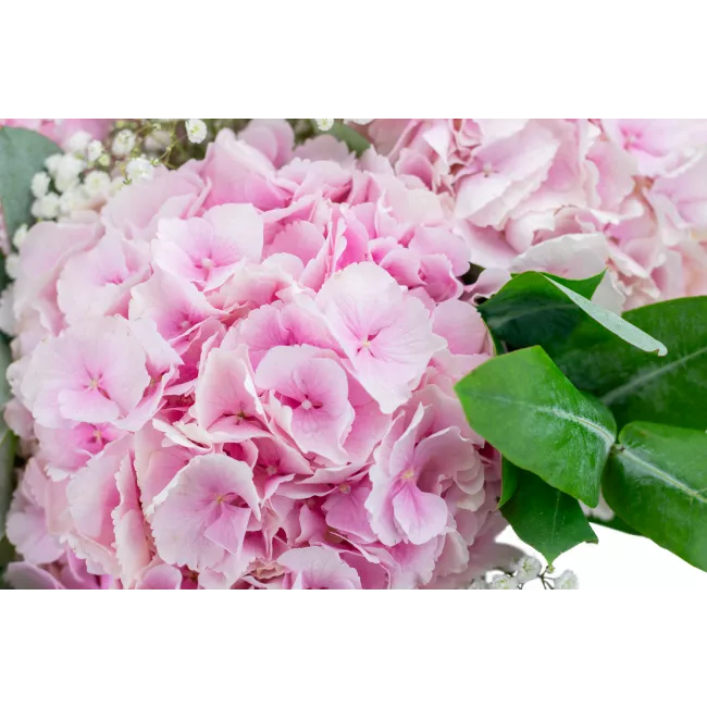 bouquet of hydrangeas